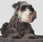 (image for) Schnauzer Watching